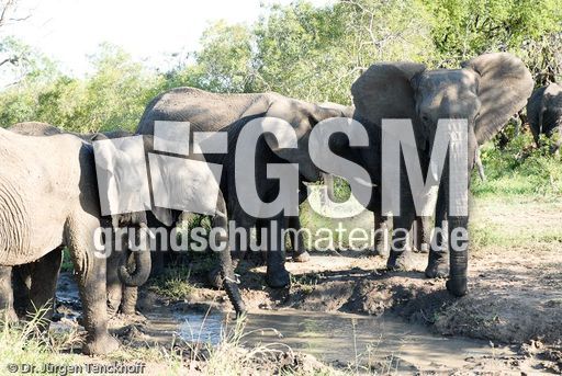 Afrikanischer Elefant (48 von 131).jpg